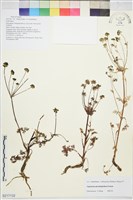 登錄號:S217132藏品圖，第1張