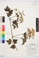 串鼻龍藏品圖，第1張