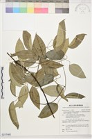 沖繩鐵線蓮（毛果鐵線蓮）藏品圖，第1張