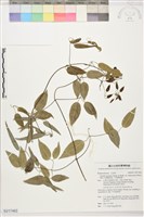 沖繩鐵線蓮（毛果鐵線蓮）藏品圖，第1張