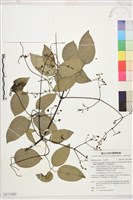 沖繩鐵線蓮（毛果鐵線蓮）藏品圖，第1張