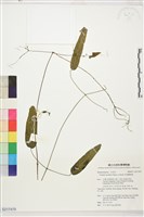 柱果鐵線蓮藏品圖，第1張