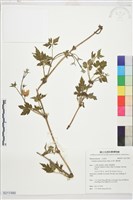 繡球藤藏品圖，第1張