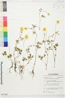 蓬萊毛茛藏品圖，第1張