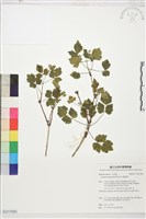 高山鐵線蓮藏品圖，第1張