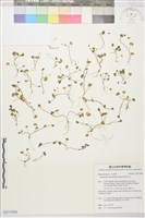 掌葉毛茛藏品圖，第1張