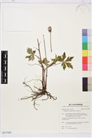 多果雞爪草藏品圖，第1張