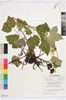 小白頭翁、野棉花藏品圖，第1張