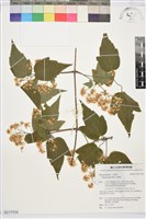 串鼻龍藏品圖，第1張