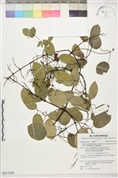 沖繩鐵線蓮（毛果鐵線蓮）藏品圖，第1張