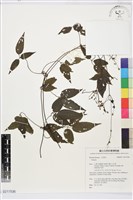 彭氏鐵線蓮藏品圖，第1張