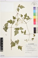 串鼻龍藏品圖，第1張