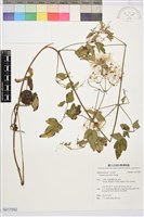 串鼻龍藏品圖，第1張