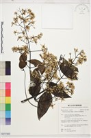 柱果鐵線蓮藏品圖，第1張