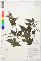 巴氏鐵線蓮藏品圖，第1張