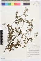 勝任鐵線蓮藏品圖，第1張