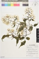 串鼻龍藏品圖，第1張