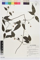 彭氏鐵線蓮藏品圖，第1張