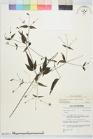 田村氏鐵線蓮藏品圖，第2張