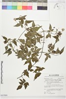 巴氏鐵線蓮藏品圖，第1張