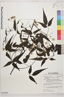 田村氏鐵線蓮藏品圖，第1張