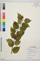 亞洲濱棗藏品圖，第1張