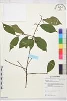 鈍齒鼠李藏品圖，第1張