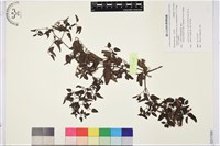 大肚山威靈仙藏品圖，第1張