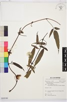 森氏鐵線蓮藏品圖，第1張