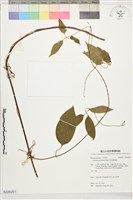 麥氏鐵線蓮藏品圖，第1張