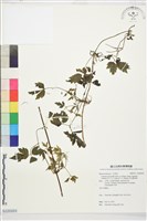 巴氏鐵線蓮藏品圖，第1張