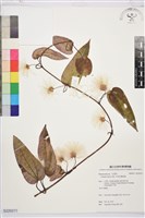 亨利氏鐵線蓮藏品圖，第1張