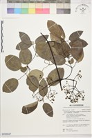 沖繩鐵線蓮（毛果鐵線蓮）藏品圖，第1張