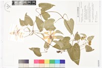 屏東鐵線蓮藏品圖，第1張