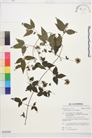 彭氏鐵線蓮藏品圖，第1張