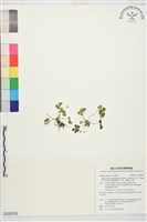 鐵線蕨葉人字果、臺灣人字果藏品圖，第1張