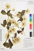 銹毛鐵線蓮藏品圖，第1張