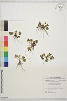 鹿場毛茛藏品圖，第1張