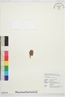 登錄號:S220748藏品圖，第1張