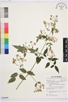 梨山小蓑衣藤藏品圖，第1張