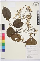 厚葉鐵線蓮藏品圖，第1張