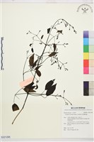 柱果鐵線蓮藏品圖，第1張