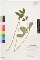 小白頭翁、野棉花藏品圖，第1張