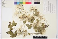 串鼻龍藏品圖，第1張