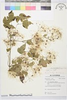 串鼻龍藏品圖，第2張