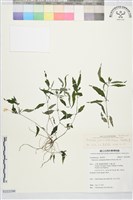 九頭獅子草藏品圖，第1張
