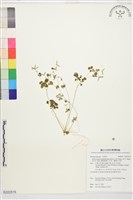 鐵線蕨葉人字果、臺灣人字果藏品圖，第1張