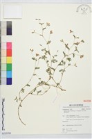 葉氏坡油甘藏品圖，第1張
