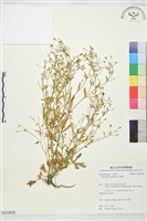 石龍芮藏品圖，第1張