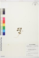 掌葉毛茛藏品圖，第1張